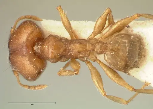 Pheidole punctulata specimen FOCOL1351 image focol1351_1