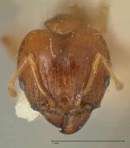 Pheidole punctulata specimen FOCOL1351 image focol1351_2