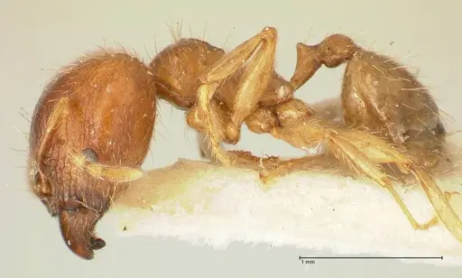 Pheidole punctulata specimen FOCOL1351 image focol1351_3