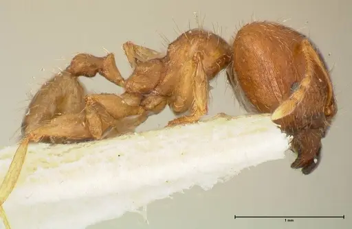 Pheidole punctulata specimen FOCOL1351 image focol1351_4