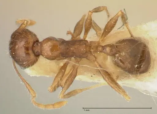 Pheidole punctulata specimen FOCOL1352 image focol1352_1