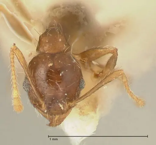 Pheidole punctulata specimen FOCOL1352 image focol1352_2