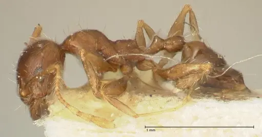 Pheidole punctulata specimen FOCOL1352 image focol1352_3