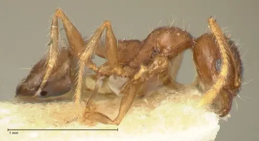 Pheidole punctulata specimen FOCOL1352 image focol1352_4