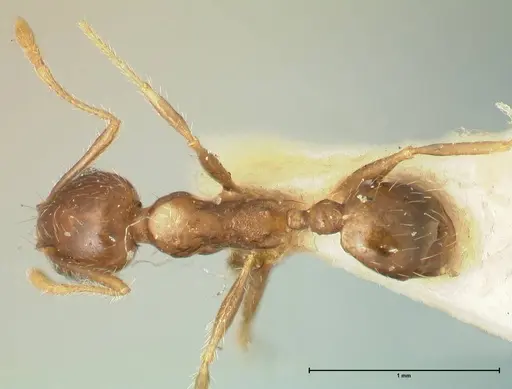Pheidole punctulata specimen FOCOL1353 image focol1353_1