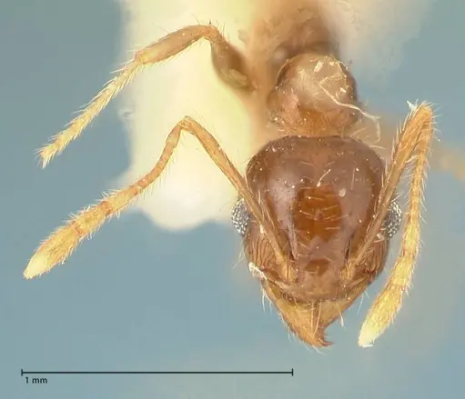 Pheidole punctulata specimen FOCOL1353 image focol1353_2
