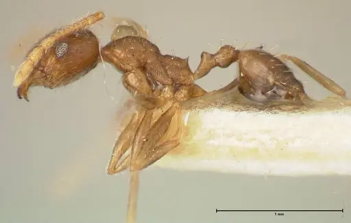 Pheidole punctulata specimen FOCOL1353 image focol1353_3
