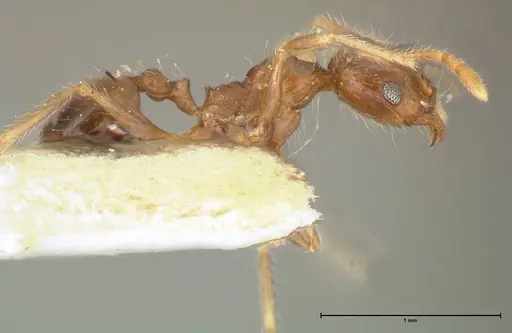 Pheidole punctulata specimen FOCOL1353 image focol1353_4