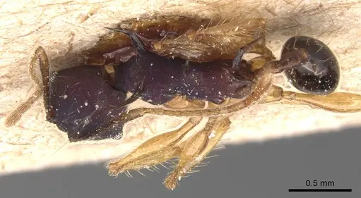 Pheidole purpurascens specimen CASENT0905769 image casent0905769_1