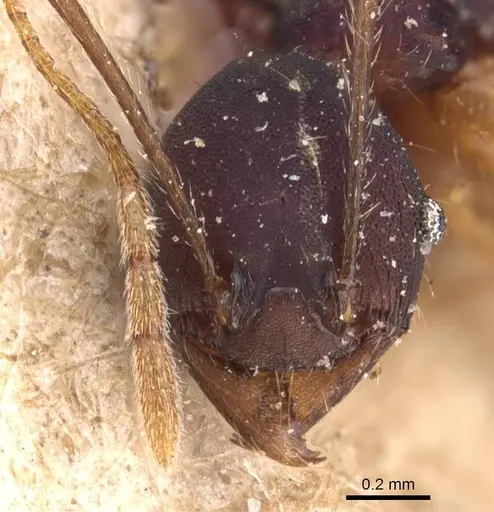 Pheidole purpurascens specimen CASENT0905769 image casent0905769_2