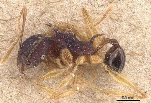 Pheidole purpurascens specimen CASENT0905769 image casent0905769_3