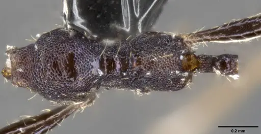Pheidole purpurea specimen CASENT0283153 image casent0283153_1