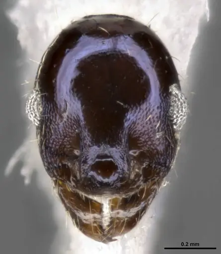 Pheidole purpurea specimen CASENT0283153 image casent0283153_3