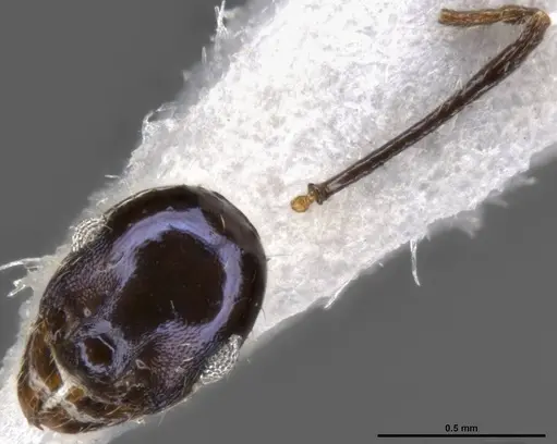 Pheidole purpurea specimen CASENT0283153 image casent0283153_4
