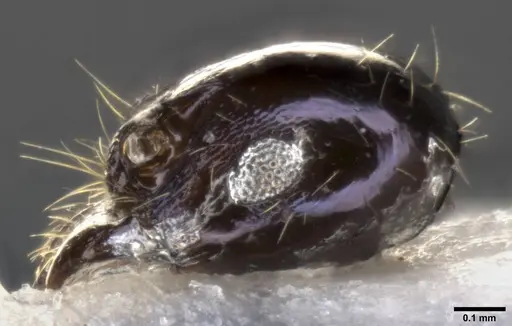 Pheidole purpurea specimen CASENT0283153 image casent0283153_5