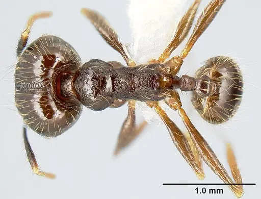 Pheidole purpurea specimen CASENT0609143 image casent0609143_1
