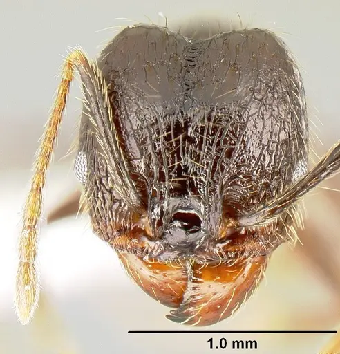 Pheidole purpurea specimen CASENT0609143 image casent0609143_2