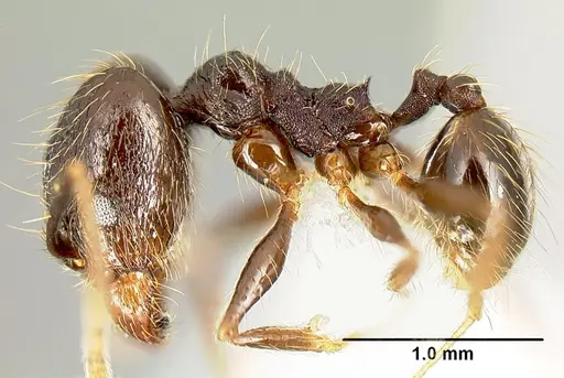 Pheidole purpurea specimen CASENT0609143 image casent0609143_3