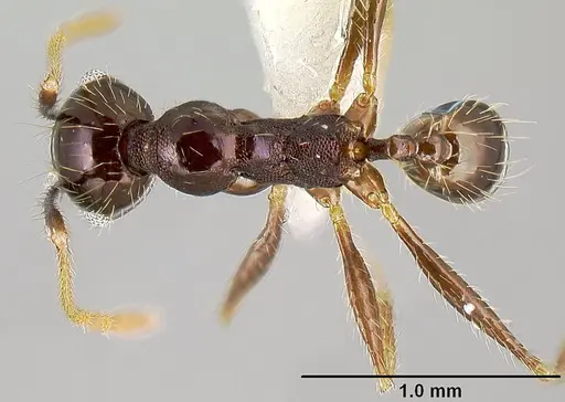 Pheidole purpurea specimen CASENT0609144 image casent0609144_1