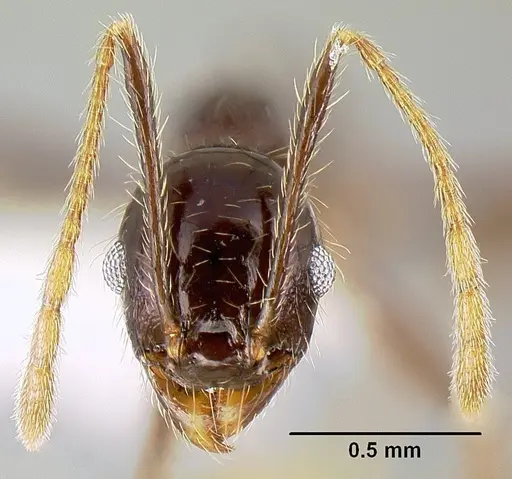 Pheidole purpurea specimen CASENT0609144 image casent0609144_2