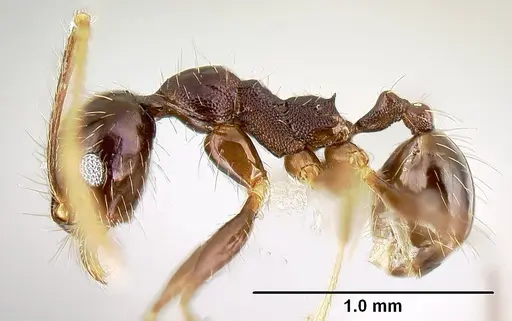 Pheidole purpurea specimen CASENT0609144 image casent0609144_3