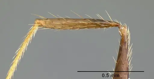 Pheidole purpurea specimen CASENT0609144 image casent0609144_4
