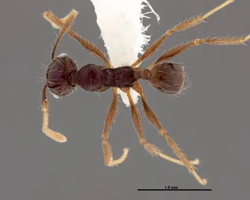 Pheidole purpurea specimen CASENT0609146 image casent0609146_1