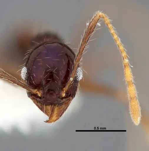Pheidole purpurea specimen CASENT0609146 image casent0609146_2