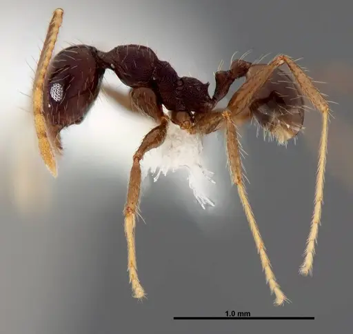 Pheidole purpurea specimen CASENT0609146 image casent0609146_3