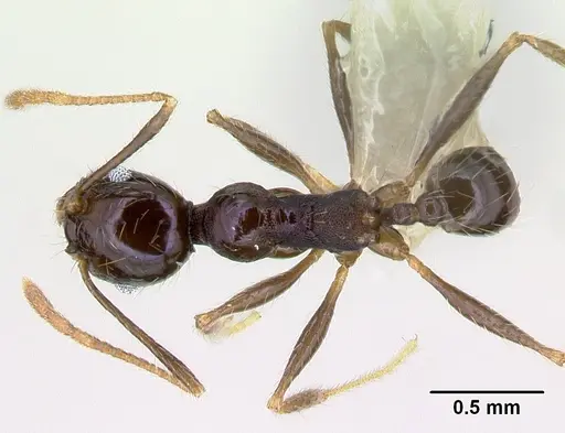 Pheidole purpurea specimen CASENT0609561 image casent0609561_1