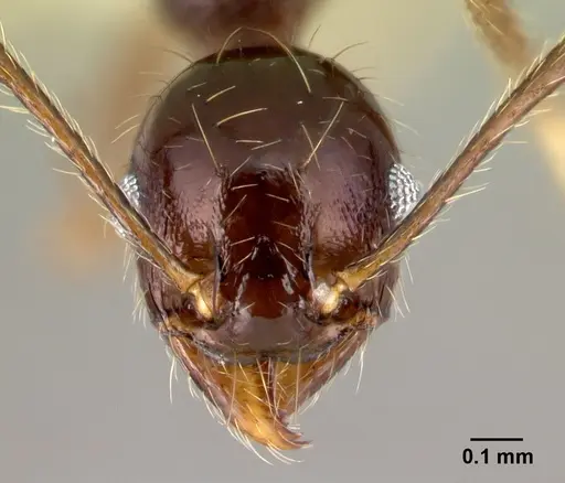Pheidole purpurea specimen CASENT0609561 image casent0609561_2