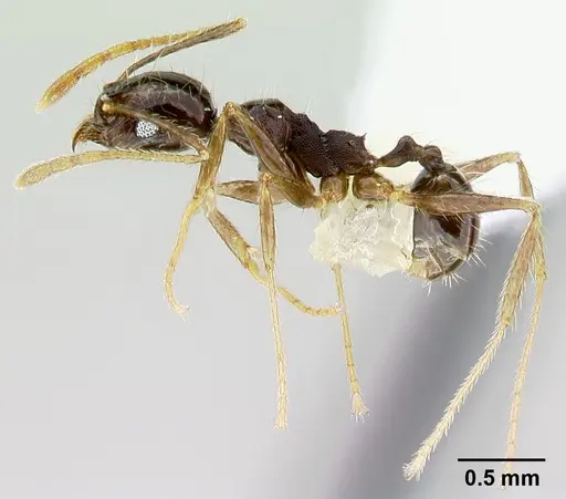 Pheidole purpurea specimen CASENT0609561 image casent0609561_3