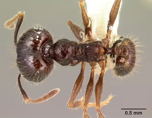 Pheidole purpurea specimen CASENT0609562 image casent0609562_1