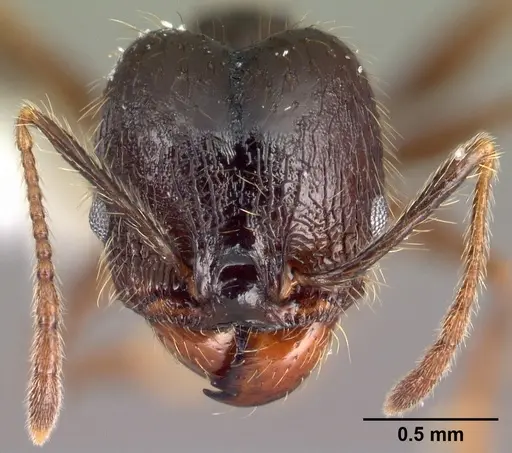 Pheidole purpurea specimen CASENT0609562 image casent0609562_2