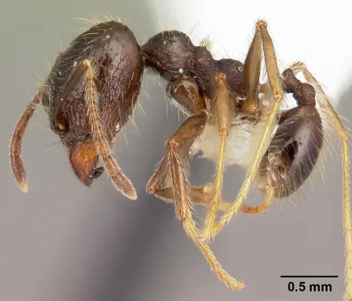 Pheidole purpurea specimen CASENT0609562 image casent0609562_3