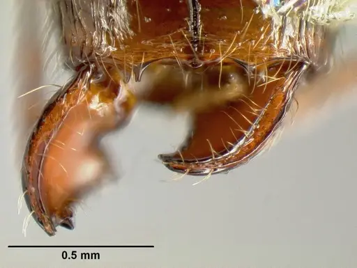 Pheidole purpurea specimen CASENT0610006 image casent0610006_1