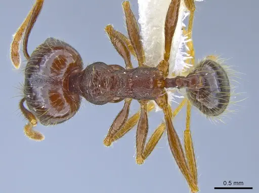 Pheidole purpurea specimen CASENT0610916 image casent0610916_1