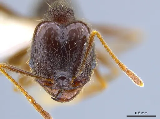 Pheidole purpurea specimen CASENT0610916 image casent0610916_2