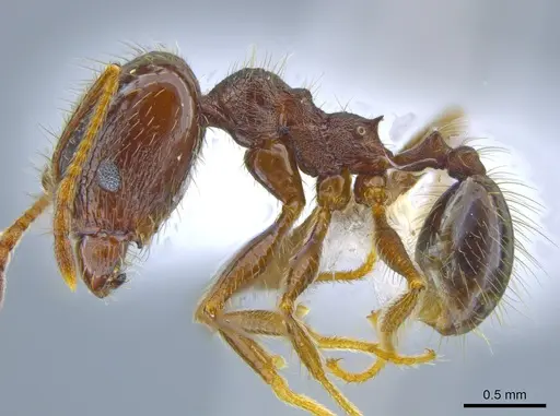 Pheidole purpurea specimen CASENT0610916 image casent0610916_3