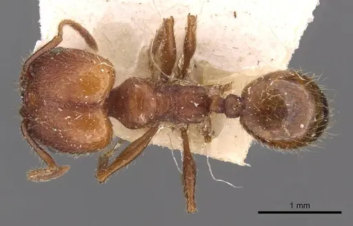 Pheidole puttemansi specimen CASENT0908136 image casent0908136_1
