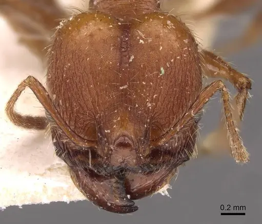 Pheidole puttemansi specimen CASENT0908136 image casent0908136_2