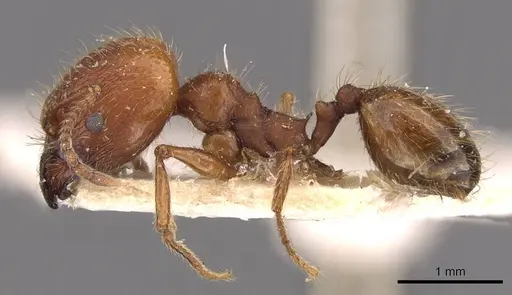 Pheidole puttemansi specimen CASENT0908136 image casent0908136_3