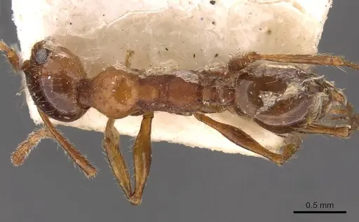 Pheidole puttemansi specimen CASENT0908137 image casent0908137_1