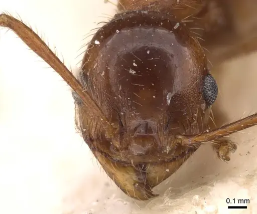 Pheidole puttemansi specimen CASENT0908137 image casent0908137_2
