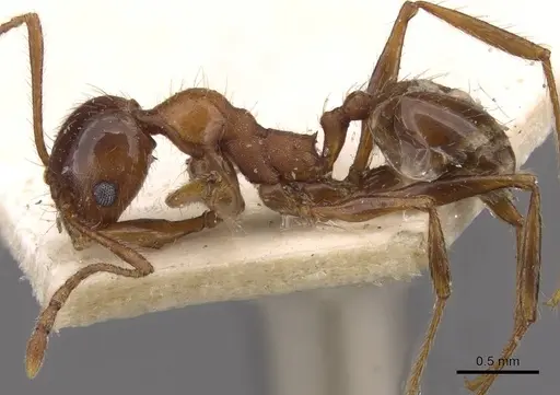 Pheidole puttemansi specimen CASENT0908137 image casent0908137_3
