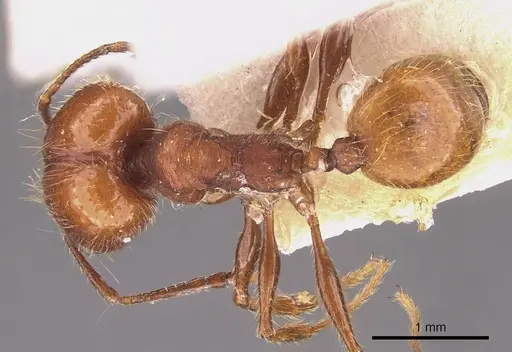 Pheidole puttemansi specimen CASENT0908142 image casent0908142_1