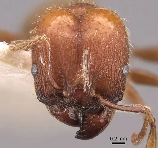 Pheidole puttemansi specimen CASENT0908142 image casent0908142_2