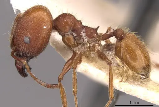 Pheidole puttemansi specimen CASENT0908142 image casent0908142_3