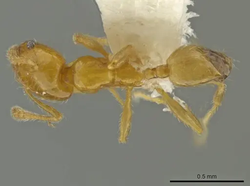 Pheidole pygmaea specimen CASENT0645857 image casent0645857_1