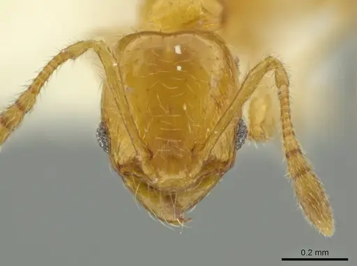 Pheidole pygmaea specimen CASENT0645857 image casent0645857_2